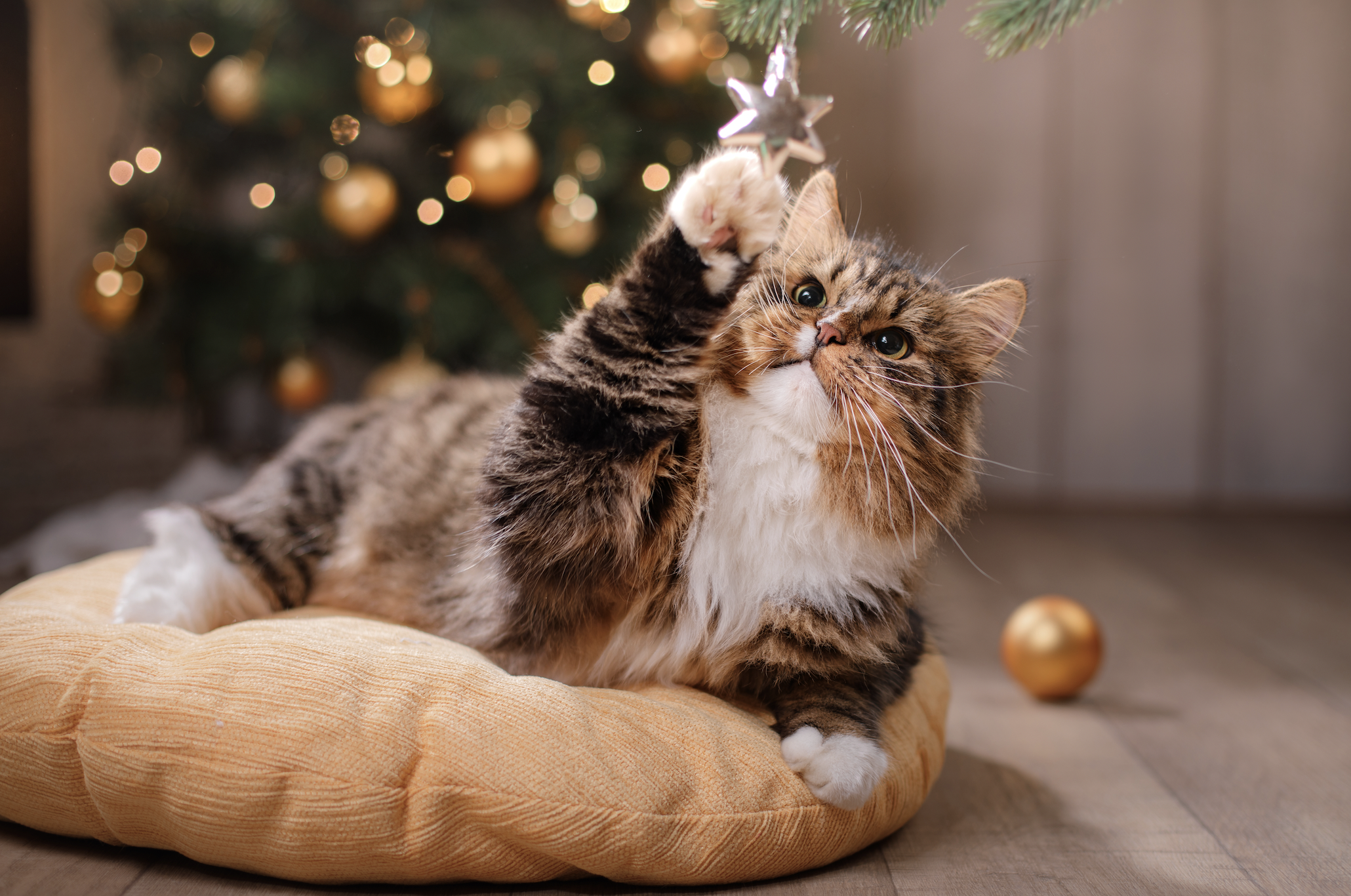 pet-friendly christmas