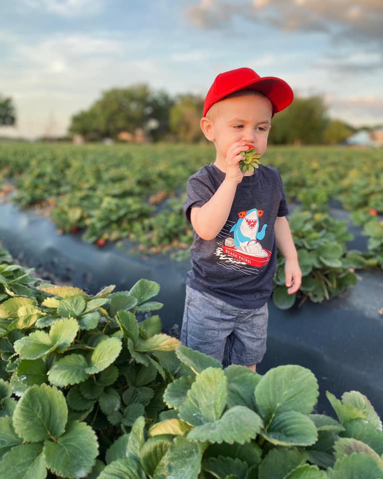 Boy eating strawberry at 3 Sons Farm