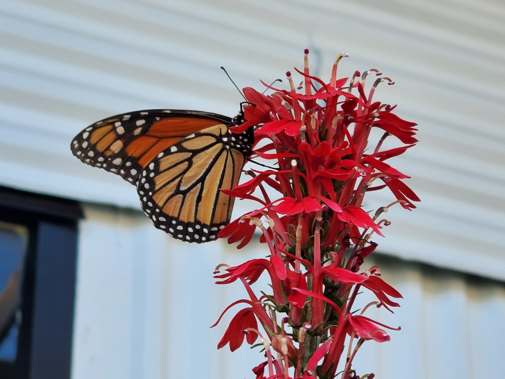 Florida native plants and butterfly